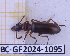  (Proozaena - BC-GF2024-1095)  @11 [ ] Creative Commons (2024) rodolphe rougerie Museum national d'histoire naturelle