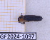  (Macraulacus - BC-GF2024-1097)  @11 [ ] Creative Commons (2024) rodolphe rougerie Museum national d'histoire naturelle
