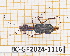  (Odontocheila scapularis - BC-GF2024-1116)  @11 [ ] Creative Commons (2024) rodolphe rougerie Museum national d'histoire naturelle