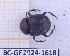  (Deltochilum septemstriatum - BC-GF2024-1618)  @11 [ ] Creative Commons (2024) rodolphe rougerie Museum national d'histoire naturelle