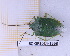  (Loxa melanita - BC-GF2024-1668)  @11 [ ] Creative Commons (2024) rodolphe rougerie Museum national d'histoire naturelle