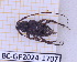  (Oedopeza ocellata - BC-GF2024-1707)  @11 [ ] Creative Commons (2024) rodolphe rougerie Museum national d'histoire naturelle