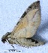  (Eumorpha capronierri - BC-GF2024-0011)  @11 [ ] Creative Commons (2024) rodolphe rougerie Museum national d'histoire naturelle