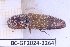  ( - BC-GF2024-2264)  @11 [ ] CCby (2025) Rodolphe Rougerie Museum national d'Histoire naturelle, Paris