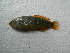  ( - CIFE-VRL-HN1)  @14 [ ] Copyright (2013) Dhaval C. Bamaniya Central Institute of Fisheries Education