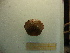  (Dilocarcinus - 14GTFG-0015)  @12 [ ] Copyright (2011) Unspecified Instituto Nacional del Limnología (INALI-CONICET-UNL)
