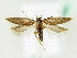  ( - BC ZSM Lep 61807)  @11 [ ] CreativeCommons - Attribution Non-Commercial Share-Alike (2015) Unspecified SNSB, Zoologische Staatssammlung Muenchen