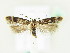  (Caryocolum tischeriella - BC ZSM Lep 61833)  @14 [ ] CreativeCommons - Attribution Non-Commercial Share-Alike (2015) Unspecified SNSB, Zoologische Staatssammlung Muenchen