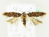  ( - BC ZSM Lep 61839)  @13 [ ] CreativeCommons - Attribution Non-Commercial Share-Alike (2015) Unspecified SNSB, Zoologische Staatssammlung Muenchen