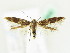  ( - BC ZSM Lep 61843)  @11 [ ] CreativeCommons - Attribution Non-Commercial Share-Alike (2015) Unspecified SNSB, Zoologische Staatssammlung Muenchen