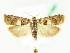 ( - BC ZSM Lep 61860)  @14 [ ] CreativeCommons - Attribution Non-Commercial Share-Alike (2015) Unspecified SNSB, Zoologische Staatssammlung Muenchen