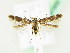  ( - BC ZSM Lep 61932)  @11 [ ] CreativeCommons - Attribution Non-Commercial Share-Alike (2015) Unspecified SNSB, Zoologische Staatssammlung Muenchen