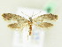  ( - BC ZSM Lep 61936)  @13 [ ] CreativeCommons - Attribution Non-Commercial Share-Alike (2015) Unspecified SNSB, Zoologische Staatssammlung Muenchen
