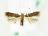  ( - BC ZSM Lep 61952)  @14 [ ] CreativeCommons - Attribution Non-Commercial Share-Alike (2015) Unspecified SNSB, Zoologische Staatssammlung Muenchen