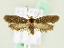  ( - BC ZSM Lep 61985)  @14 [ ] CreativeCommons - Attribution Non-Commercial Share-Alike (2015) Unspecified SNSB, Zoologische Staatssammlung Muenchen