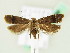  (Anacampsis obscurella - BC ZSM Lep 61986)  @14 [ ] CreativeCommons - Attribution Non-Commercial Share-Alike (2015) Unspecified SNSB, Zoologische Staatssammlung Muenchen