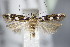 ( - BC ZSM Lep 63801)  @14 [ ] CreativeCommons - Attribution Non-Commercial Share-Alike (2015) Unspecified SNSB, Zoologische Staatssammlung Muenchen