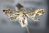  ( - BC ZSM Lep 63825)  @12 [ ] Unspecified (default): All Rights Reserved  Unspecified Unspecified