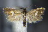  ( - BC ZSM Lep 63874)  @14 [ ] CreativeCommons - Attribution Non-Commercial Share-Alike (2015) Unspecified SNSB, Zoologische Staatssammlung Muenchen