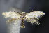  ( - BC ZSM Lep 63882)  @14 [ ] CreativeCommons - Attribution Non-Commercial Share-Alike (2015) Unspecified SNSB, Zoologische Staatssammlung Muenchen