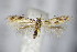  (Bucculatrix ulmifoliae - BC ZSM Lep 63917)  @14 [ ] CreativeCommons - Attribution Non-Commercial Share-Alike (2015) Unspecified SNSB, Zoologische Staatssammlung Muenchen
