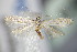  ( - BC ZSM Lep 63923)  @12 [ ] CreativeCommons - Attribution Non-Commercial Share-Alike (2015) Unspecified SNSB, Zoologische Staatssammlung Muenchen