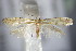  (Argyresthia dilectella - BC ZSM Lep 63931)  @14 [ ] CreativeCommons - Attribution Non-Commercial Share-Alike (2015) Unspecified SNSB, Zoologische Staatssammlung Muenchen