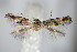  ( - BC ZSM Lep 63939)  @12 [ ] CreativeCommons - Attribution Non-Commercial Share-Alike (2015) Unspecified SNSB, Zoologische Staatssammlung Muenchen