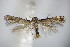  ( - BC ZSM Lep 63948)  @13 [ ] CreativeCommons - Attribution Non-Commercial Share-Alike (2015) Unspecified SNSB, Zoologische Staatssammlung Muenchen