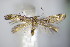  ( - BC ZSM Lep 63981)  @13 [ ] CreativeCommons - Attribution Non-Commercial Share-Alike (2015) Unspecified SNSB, Zoologische Staatssammlung Muenchen