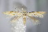  (Bucculatrix demaryella - BC ZSM Lep 63985)  @14 [ ] CreativeCommons - Attribution Non-Commercial Share-Alike (2015) Unspecified SNSB, Zoologische Staatssammlung Muenchen
