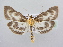  ( - BC ZSM Lep 63990)  @13 [ ] Unspecified (default): All Rights Reserved  Unspecified Unspecified
