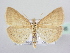  (Psammotis - BC ZSM Lep 63995)  @15 [ ] Unspecified (default): All Rights Reserved  Unspecified Unspecified