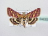  ( - BC ZSM Lep 64005)  @12 [ ] Unspecified (default): All Rights Reserved  Unspecified Unspecified