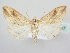  ( - BC ZSM Lep 64017)  @14 [ ] Unspecified (default): All Rights Reserved  Unspecified Unspecified