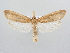  (Schoenobius - BC ZSM Lep 64027)  @14 [ ] Unspecified (default): All Rights Reserved  Unspecified Unspecified