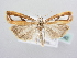  ( - BC ZSM Lep 64042)  @12 [ ] Unspecified (default): All Rights Reserved  Unspecified Unspecified