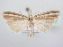  ( - BC ZSM Lep 64047)  @14 [ ] Unspecified (default): All Rights Reserved  Unspecified Unspecified