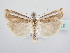  ( - BC ZSM Lep 64052)  @15 [ ] Unspecified (default): All Rights Reserved  Unspecified Unspecified