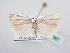  ( - BC ZSM Lep 64057)  @12 [ ] Unspecified (default): All Rights Reserved  Unspecified Unspecified