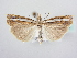  (Crambus silvella - BC ZSM Lep 64058)  @15 [ ] Unspecified (default): All Rights Reserved  Unspecified Unspecified
