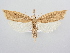  ( - BC ZSM Lep 64062)  @12 [ ] Unspecified (default): All Rights Reserved  Unspecified Unspecified