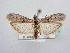  ( - BC ZSM Lep 64104)  @13 [ ] Unspecified (default): All Rights Reserved  Unspecified Unspecified