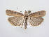  ( - BC ZSM Lep 64120)  @12 [ ] Unspecified (default): All Rights Reserved  Unspecified Unspecified