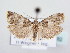  ( - BC ZSM Lep 64162)  @14 [ ] Unspecified (default): All Rights Reserved  Unspecified Unspecified