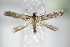  ( - BC ZSM Lep 70690)  @14 [ ] Unspecified (default): All Rights Reserved  Unspecified Unspecified