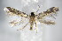  ( - BC ZSM Lep 70701)  @13 [ ] Unspecified (default): All Rights Reserved  Unspecified Unspecified
