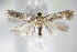  ( - BC ZSM Lep 70703)  @14 [ ] Unspecified (default): All Rights Reserved  Unspecified Unspecified