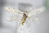  ( - BC ZSM Lep 70735)  @13 [ ] Unspecified (default): All Rights Reserved  Unspecified Unspecified