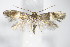  ( - BC ZSM Lep 70758)  @13 [ ] Unspecified (default): All Rights Reserved  Unspecified Unspecified